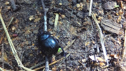 Dunk beetle slowly crawls through the forest.