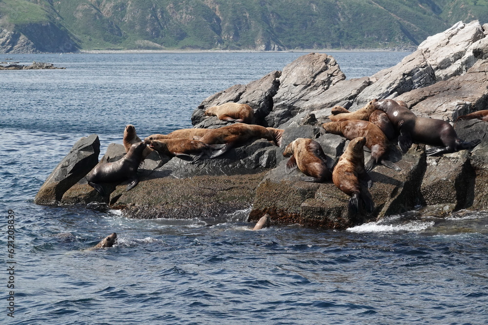 Sea lions on the Kekur stones Five Fingers in the Peter the Great Bay of the Sea of Japan Sea lions on the Kekur stones Five Fingers in the Peter the Great Bay of the Sea of Japan