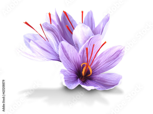 Saffron is a spice derived from the flower of Crocus sativus, commonly known as the 