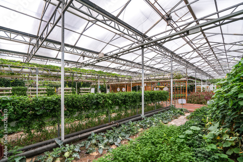 Shouguang ecological vegetable greenhouse interior scene © 昊 周