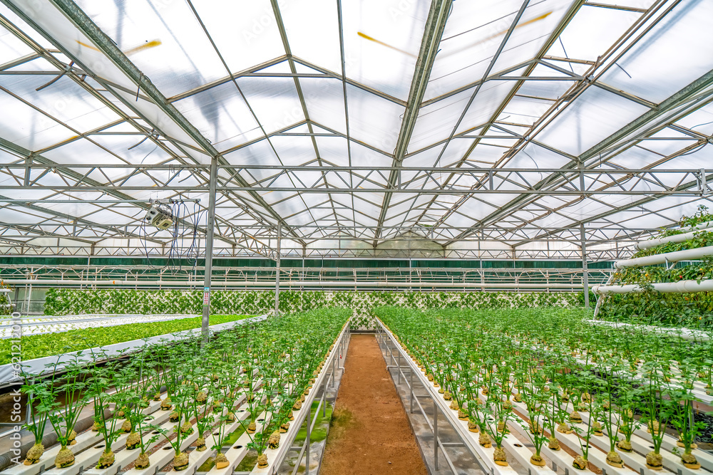 custom made wallpaper toronto digitalShouguang ecological vegetable greenhouse interior scene