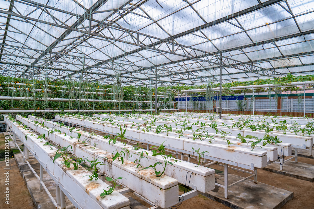 Shouguang ecological vegetable greenhouse interior scene Shouguang ecological vegetable greenhouse interior scene