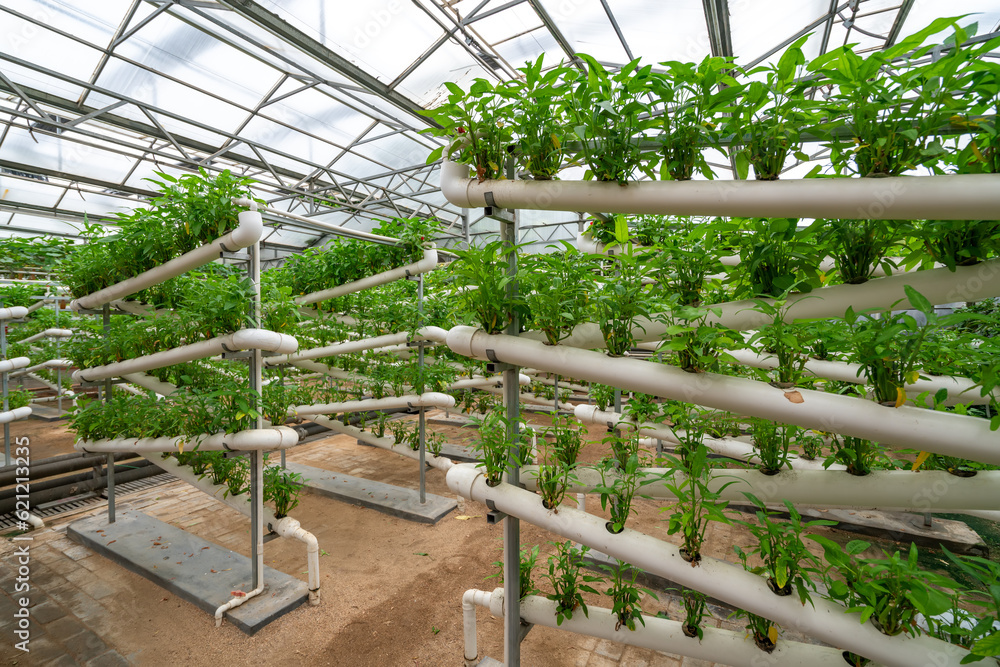 Shouguang ecological vegetable greenhouse interior scene Shouguang ecological vegetable greenhouse interior scene