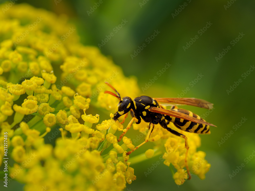 Fotografie Vespula vulgaris