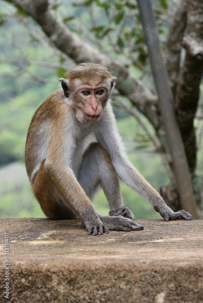 Toque macaque (Macaca sinica)
Wild macaque with high-pitched glance sitting on the concrete hedge. Also known as Old World monkey, endemic to Sri Lanka island. Toque macaque (Macaca sinica)
Wild macaque with high-pitched glance sitting on the concrete hedge. Also known as Old World monkey, endemic to Sri Lanka island.