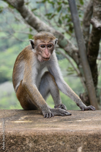 Toque macaque  Macaca sinica  Wild macaque with high-pitched glance sitting on the concrete hedge. Also known as Old World monkey  endemic to Sri Lanka island.
