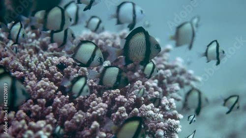 Cloudy damselfish family swimming above coral reef