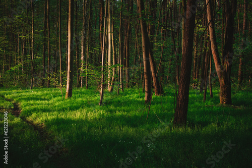 Wald im Fr  hling