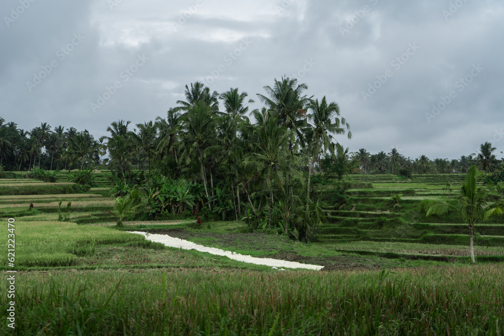 rice terraces and tropical jungle