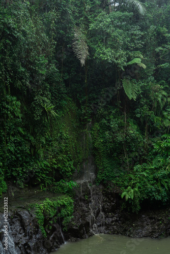 Palm trees  tropical forest  Bali landscape