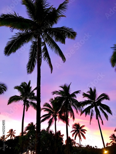 palm trees at sunset © Melanie