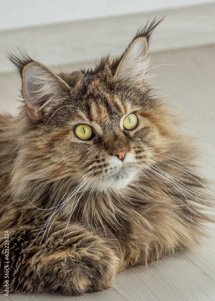 Cute furry Maine Coon cat with yellow-green eyes and long beige-brown ...