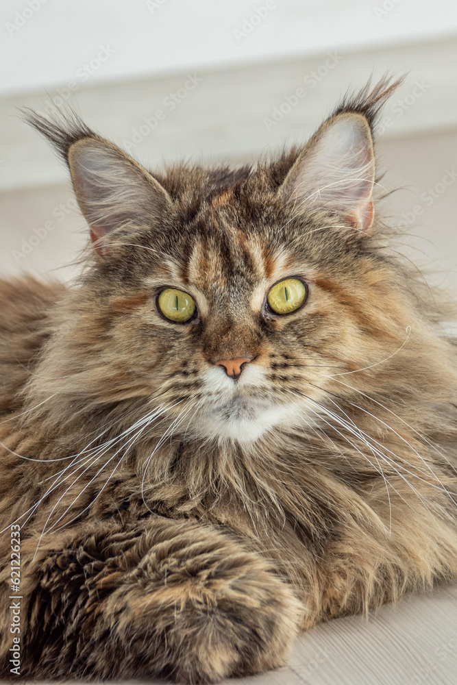 Cute furry Maine Coon cat with yellow-green eyes and long beige-brown fur. Close up portrait, shadow depth. Large domestic long-hair breed, dense coat and ruff along chest. Front view.