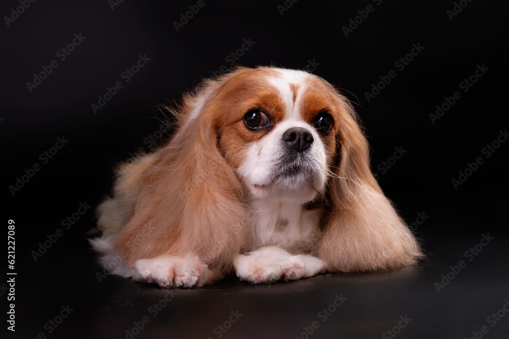 Cavalier king charles spaniel dog close-up lying on a black background