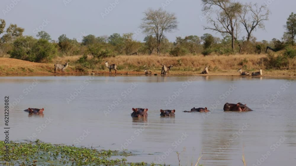 Hippos and waterbuck at the waterhole Hippos and waterbuck at the waterhole