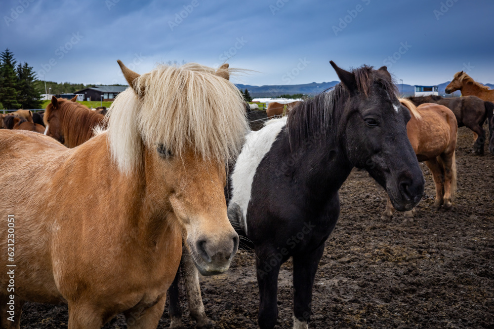 Close-up of a chestnut coloured and black icelandic horse outdoors in the paddock. 