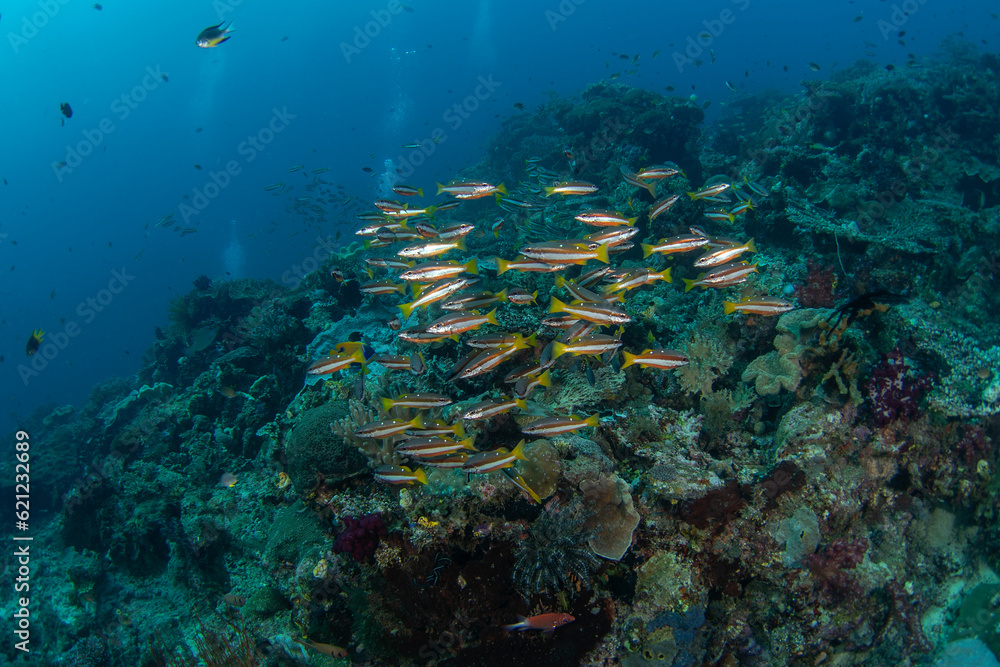 Obraz premium Lutjanus biguttatus during dive in Raja Ampat. Shoal of two spot snappers on the sea bed in Indonesia. Marine life. Small fish with two orange strips. 