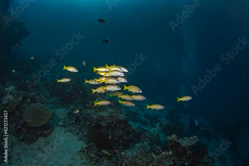 Mimic goatfish swim in big shoal with yellowfin goatfish. Mulloidichthys mimicus and mulloidichthys vanicolensis during dive on Raja Ampat. Aboundit ocean in Indonesia. Small yellow fish with white, y
