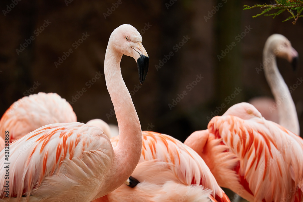 Naklejka premium group of flamingos