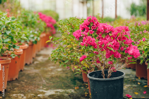 Wallpaper Mural Gardening shop, greenhouse cactus plant nursery for garden decoration. Business for sale and selection of shrubs, botanical trees Torontodigital.ca