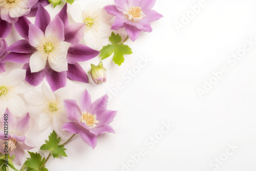 Purple aquilegia flowers (common columbine) background with copy space. Floral web banner. Mother's day, wedding day, women day concept. 