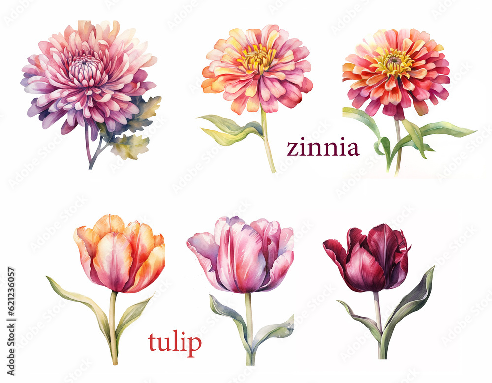 Garden flower set, watercolor Zinnia and Tulip. Generative ai Garden flower set, watercolor Zinnia and Tulip. Generative ai
