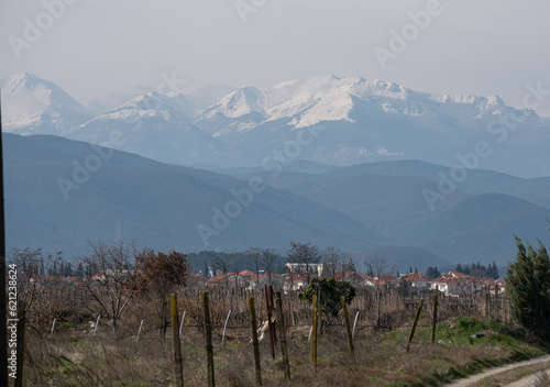 A field with vine bushes in winter, in the background mountains with snow-covered peaks near the border of Greece and Macedonia. Cultivation of grapes. photo