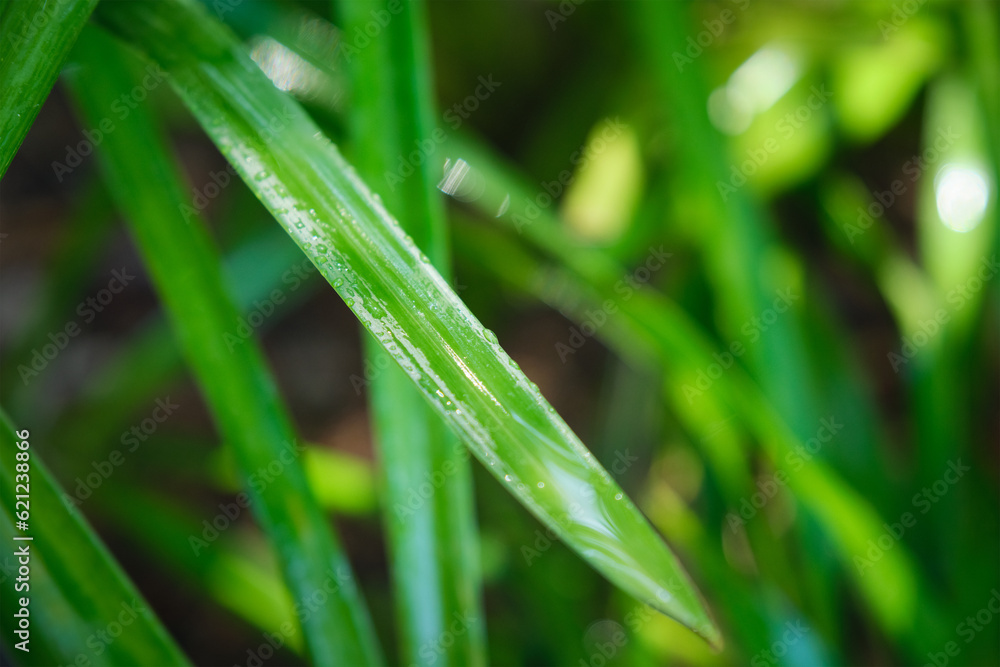 Juicy lush green grass leaves with drops of water dew droplets in the wind in morning light in spring summer outdoors close-up macro. Purity and freshness of nature concept background, copy space. Juicy lush green grass leaves with drops of water dew droplets in the wind in morning light in spring summer outdoors close-up macro. Purity and freshness of nature concept background, copy space.