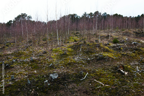 spring in the mountains with birch trees 