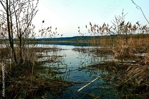 Picture of a lake from shore full of wheats and other lake grass in early morning