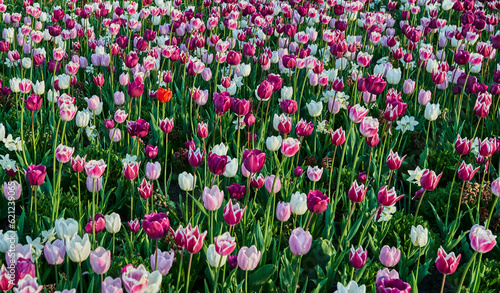 field of white and purple tulips with one red in conner