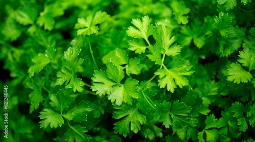 Fresh Curly Parsley Closeup on Green Garden Plantation. Healthy Ingredient for Food Background. Generative AI