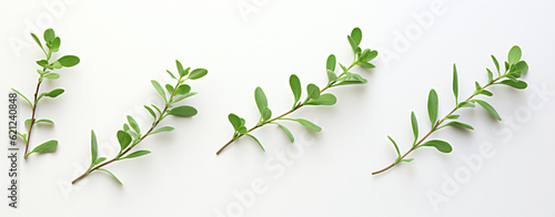 Sprig of fresh thyme leaf isolated on white background