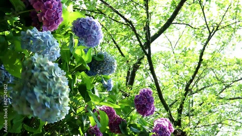 夏風に揺れる木漏れ日のアジサイ fix 26sec