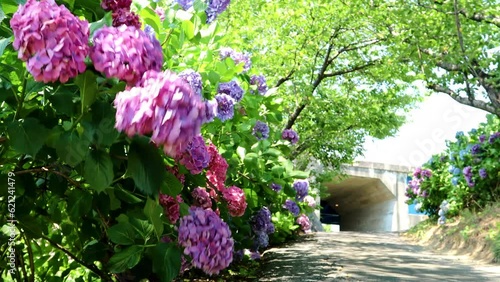 夏風に揺れる街道のあじさい  fix 30sec