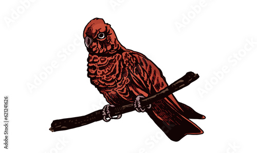 Graphical color parrot  isolated on white,vector element of bird.Ink pen parrot