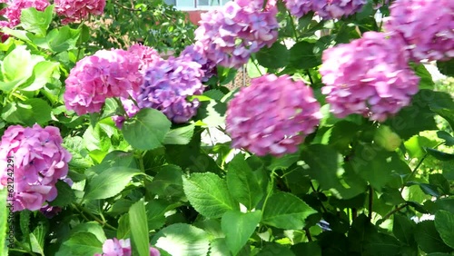  夏風に揺れる木漏れ日のアジサイ pan 28sec