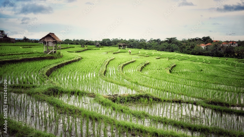 green and natural rice fields in Bali