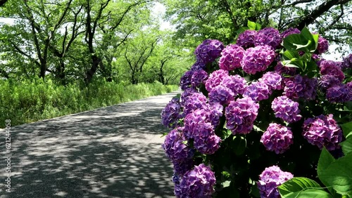  夏風に揺れる街道のあじさい  fix 23sec