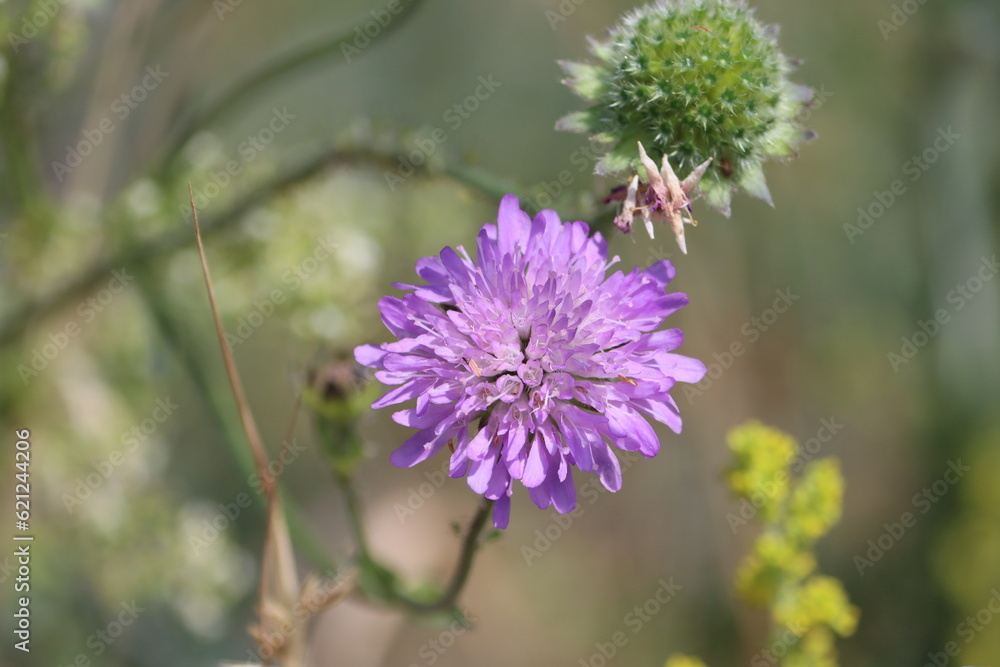 Scabiosa atropurpurea (syn. Sixalix atropurpurea), the mourningbride, mournful widow, pincushion flower, or sweet scabious, is an ornamental plant of the genus Scabiosa in the family Caprifoliaceae. Scabiosa atropurpurea (syn. Sixalix atropurpurea), the mourningbride, mournful widow, pincushion flower, or sweet scabious, is an ornamental plant of the genus Scabiosa in the family Caprifoliaceae.