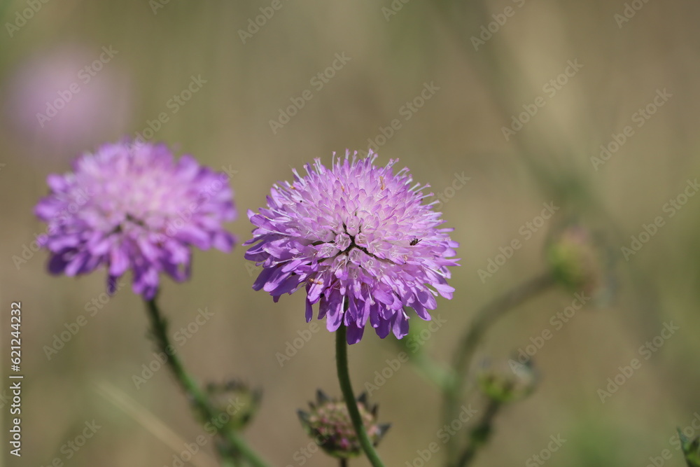 Scabiosa atropurpurea (syn. Sixalix atropurpurea), the mourningbride, mournful widow, pincushion flower, or sweet scabious, is an ornamental plant of the genus Scabiosa in the family Caprifoliaceae. Scabiosa atropurpurea (syn. Sixalix atropurpurea), the mourningbride, mournful widow, pincushion flower, or sweet scabious, is an ornamental plant of the genus Scabiosa in the family Caprifoliaceae.