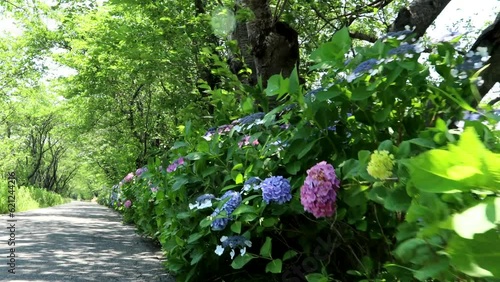 夏風に揺れる街道のあじさい  dorry 48sec