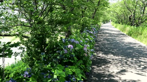 夏風に揺れる街道のあじさい  high angle dorry 18sec