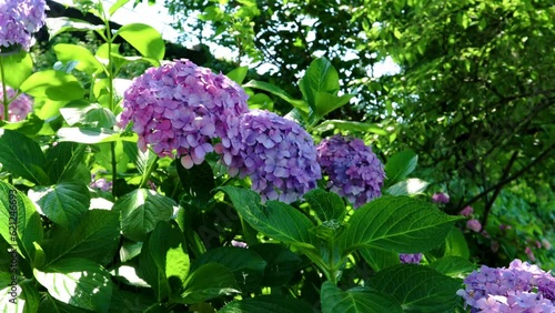 夏風に揺れる木漏れ日のアジサイ slide 21sec