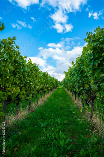 Obraz na płótnie Germany, endless green tunnel between vine plants in beautiful vineyard nature landscape in summer with blue sky and sun w salonie