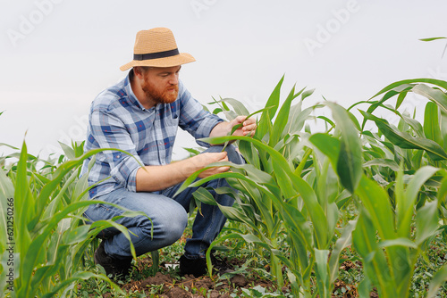 Foto Farmer examining corn plant in field