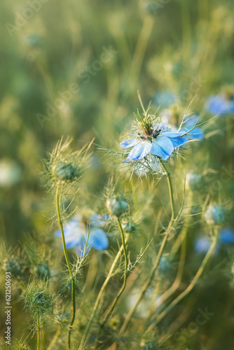 Photo of a blue blooming nigella in the garden.