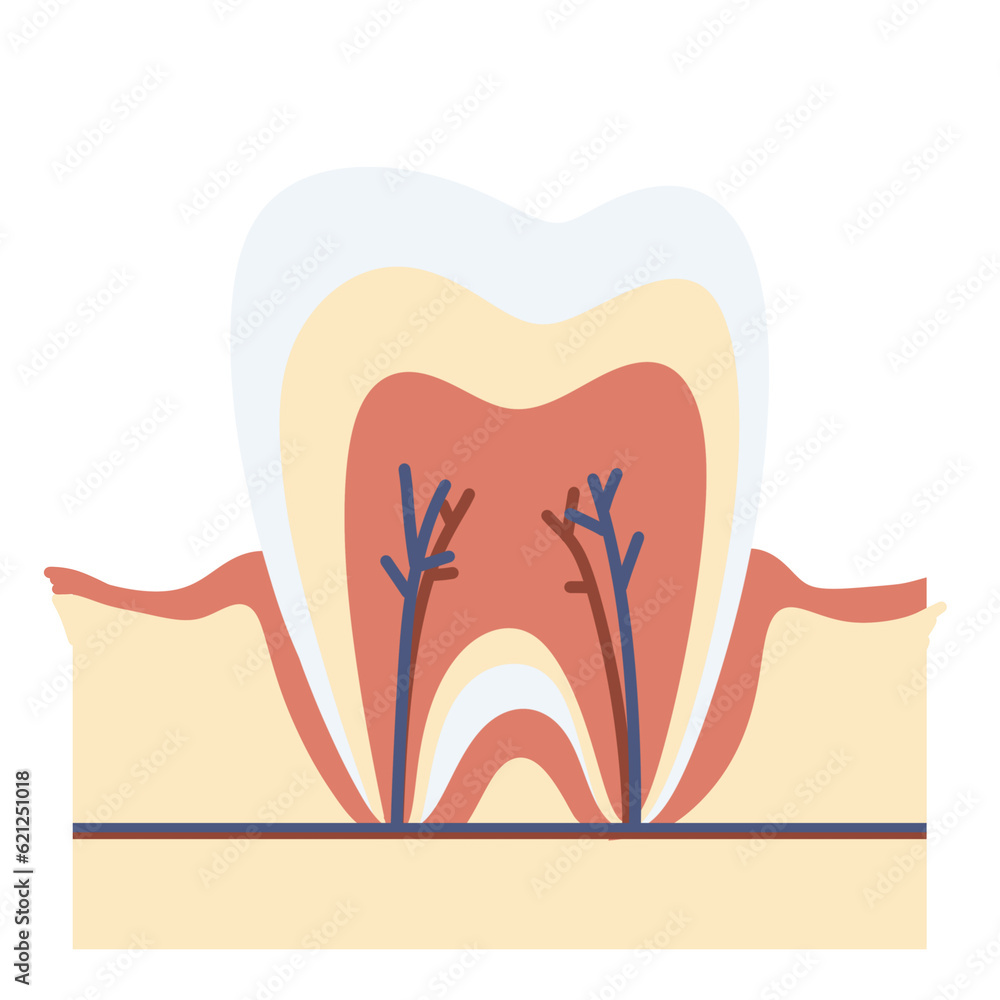 Anatomy tooth molar tooth icon dental healthy tooth orthodontic Anatomy tooth molar tooth icon dental healthy tooth orthodontic