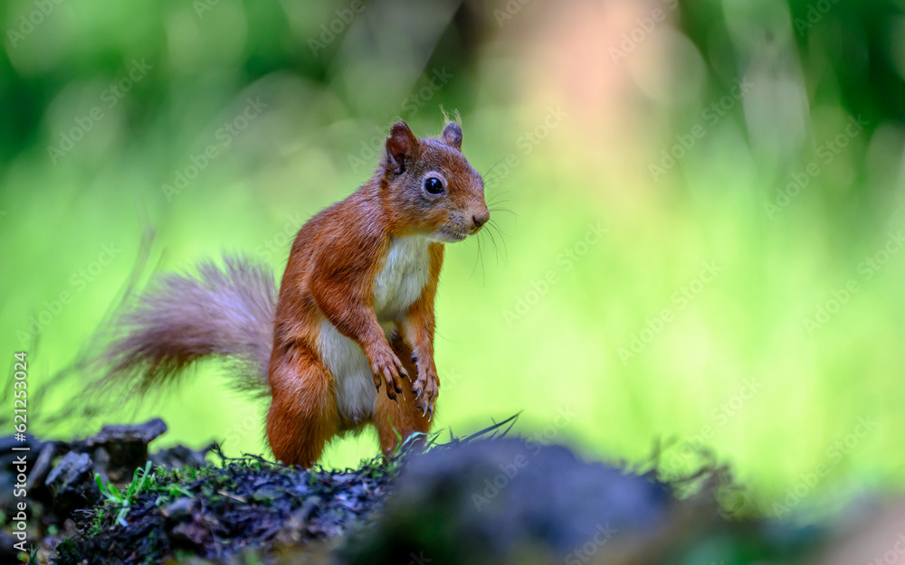 Red squirrel on its hind legs Red squirrel on its hind legs