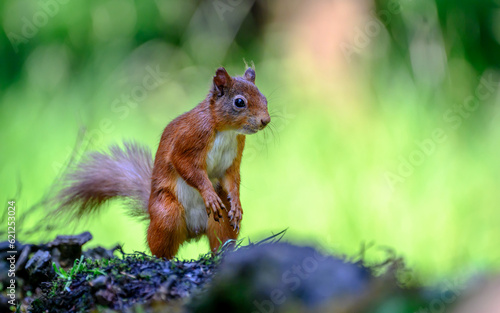 Red squirrel on its hind legs